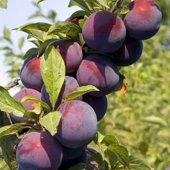 Поздняя в Воронеже