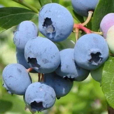 Поздние сорта в Воронеже