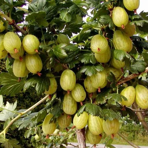 Крыжовник ИНВИКТА в Воронеже