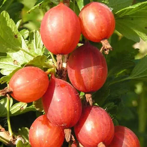 Крыжовник МАШЕКА в Воронеже