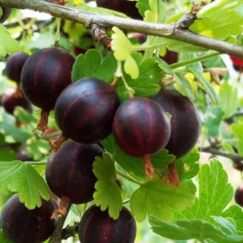 Крыжовник СЕВЕРНЫЙ КАПИТАН в Воронеже