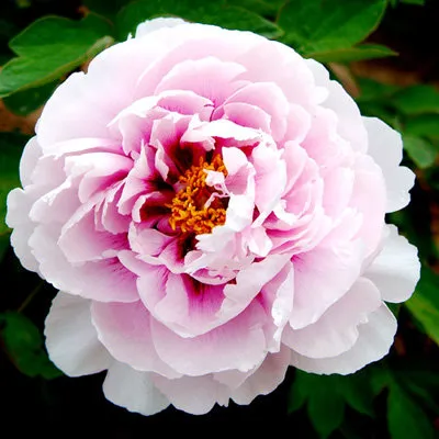 Пион ПЕРСИК ПОД СНЕГОМ древовидный  Пион ПЕРСИК ПОД СНЕГОМ древовидный в Воронеже