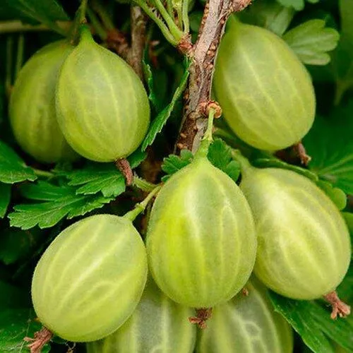 Крыжовник УРАЛЬСКИЙ ИЗУМРУД в Воронеже