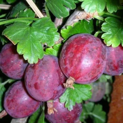 Крыжовник КОЛОБОК в Воронеже