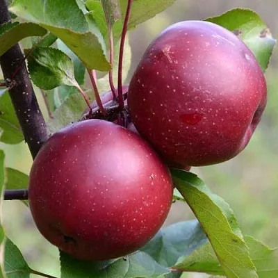 Красномясая в Воронеже