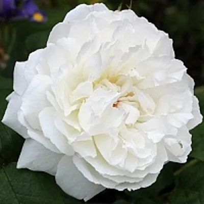 Саженцы роз ВИНЧЕСТЕР КАФЕДРАЛ английская  Саженцы роз ВИНЧЕСТЕР КАФЕДРАЛ английская в Воронеже