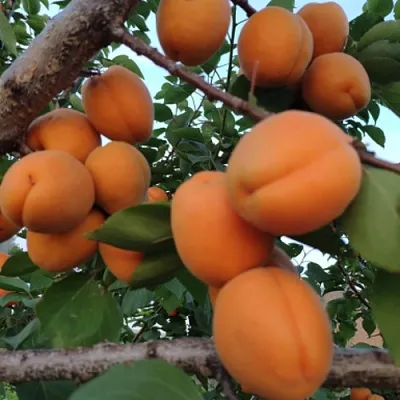 Абрикос ГОЛД РИЧ  Абрикос ГОЛД РИЧ в Воронеже