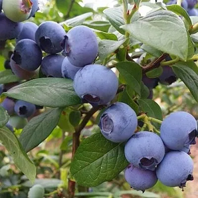Голубика БЛЮГОЛД в Воронеже