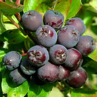 Рябина ЛИКЁРНАЯ сладкоплодная  Рябина ЛИКЁРНАЯ сладкоплодная в Воронеже