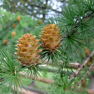 Лиственница КЕМПФЕРА в Воронеже