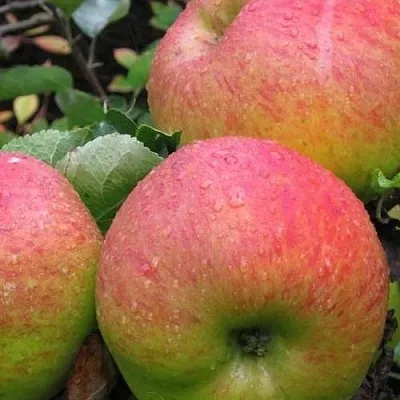 Яблоня ЯБЛОЧНЫЙ СПАС  Яблоня ЯБЛОЧНЫЙ СПАС в Воронеже