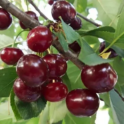 Дюк СЛАВЯНКА в Воронеже