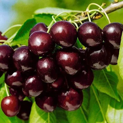 Черешня ВИТЯЗЬ  Черешня ВИТЯЗЬ в Воронеже