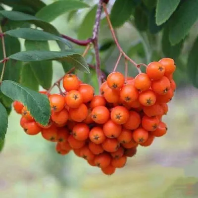 Рябина ВЕФЕД сладкоплодная  Рябина ВЕФЕД сладкоплодная в Воронеже