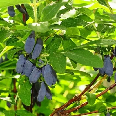 Жимолость съедобная ЛЕБЁДУШКА в Воронеже