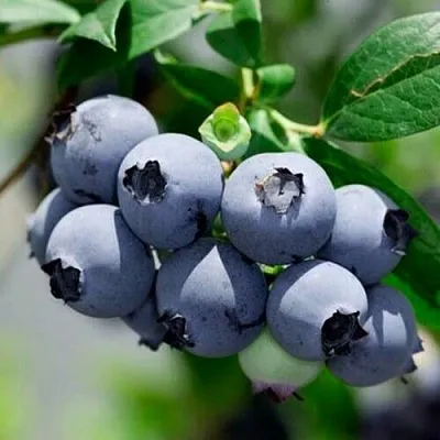 Голубика СИЕРРА в Воронеже