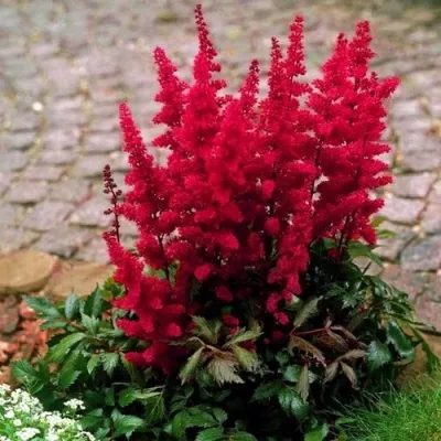 Астильба ГЛАТ Арендса в Воронеже