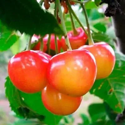 Черешня ДОНЧАНКА  Черешня ДОНЧАНКА в Воронеже