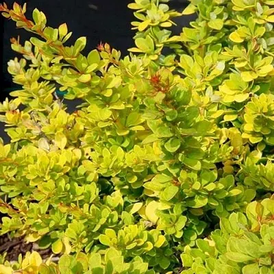 Барбарис СЕНСЕЙШЕН тунберга  Барбарис СЕНСЕЙШЕН тунберга в Воронеже