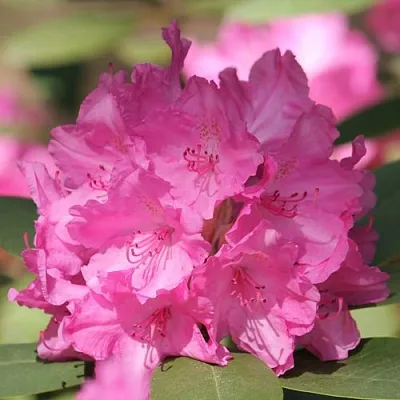 Рододендрон ЛУМИНА  Рододендрон ЛУМИНА в Воронеже