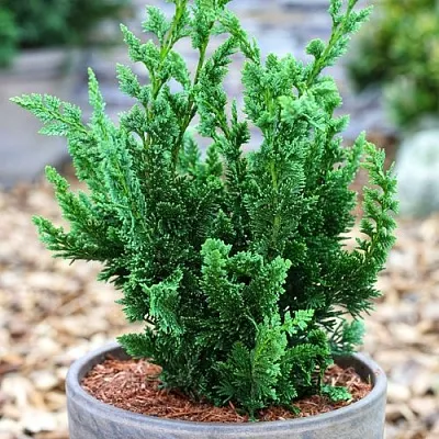 Кипарисовик ВИСЕЛЛИ лавсона  Кипарисовик ВИСЕЛЛИ лавсона в Воронеже