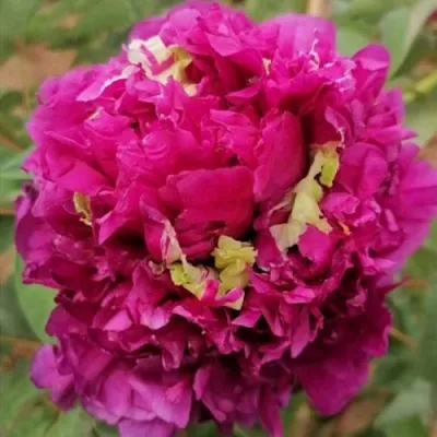 Пион ПОЛЕТ ЛАСТОЧКИ древовидный  Пион ПОЛЕТ ЛАСТОЧКИ древовидный в Воронеже