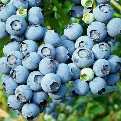 Голубика ПУРУ в Воронеже