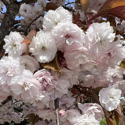 Сакура ШИРОФУГЕН  Сакура ШИРОФУГЕН в Воронеже