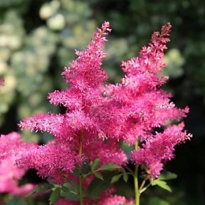 Астильба САННИ ДЕЙ гибридная  Астильба САННИ ДЕЙ гибридная в Воронеже