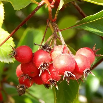 Боярышник ШАМИЛЬ  Боярышник ШАМИЛЬ в Воронеже