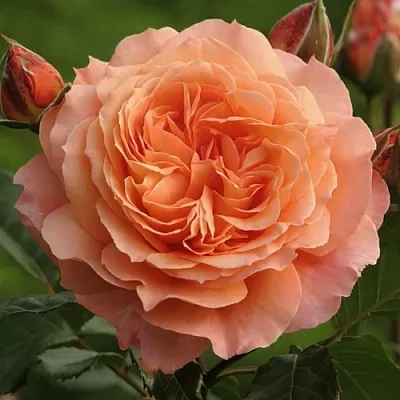 Саженцы роз БЕЛЬВЕДЕР шраб  Саженцы роз БЕЛЬВЕДЕР шраб в Воронеже