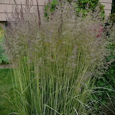 Вейник АВАЛАНШ остроцветковый  Вейник АВАЛАНШ остроцветковый в Воронеже