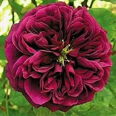 Саженцы роз ЗЕ ПРИНЦ английская  Саженцы роз ЗЕ ПРИНЦ английская в Воронеже