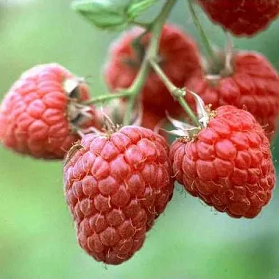 Малина ХЕРИТЕЙДЖ в Воронеже