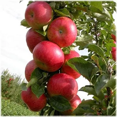 Яблоня ОСТАНКИНО колонновидная  Яблоня ОСТАНКИНО колонновидная в Воронеже