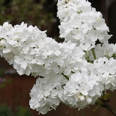 Сирень ФЛОРА  Сирень ФЛОРА в Воронеже