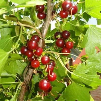 Смородина золотистая ВИШНЕВАЯ в Воронеже