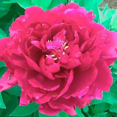 Пион ОСТРОВНОЙ МИНИСТР древовидный  Пион ОСТРОВНОЙ МИНИСТР древовидный в Воронеже