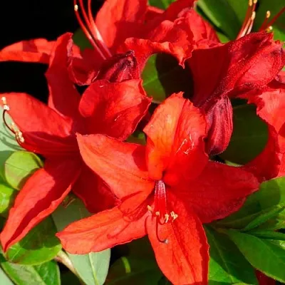 Азалия НАБУКО листопадная  Азалия НАБУКО листопадная в Воронеже