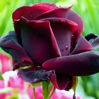 Саженцы роз ЧЕРНЫЙ ПРИНЦ чайно-гибридная в Воронеже