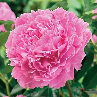 Пион МИСС ЭКХАРТ травянистый  Пион МИСС ЭКХАРТ травянистый в Воронеже