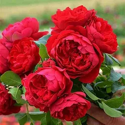 Саженцы роз ФЛОРЕНТИНА плетистая  Саженцы роз ФЛОРЕНТИНА плетистая в Воронеже