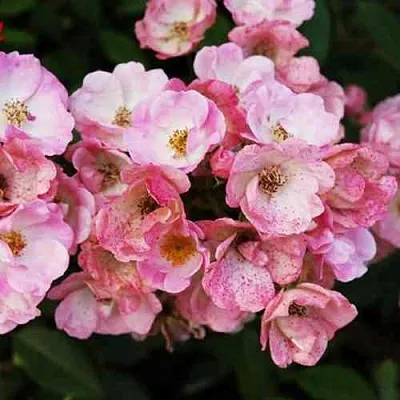 Саженцы роз АЛДЕН БИЗЕН мускусная в Воронеже