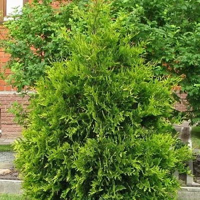 Туя АНЯ (АНИЕ) западная в Воронеже