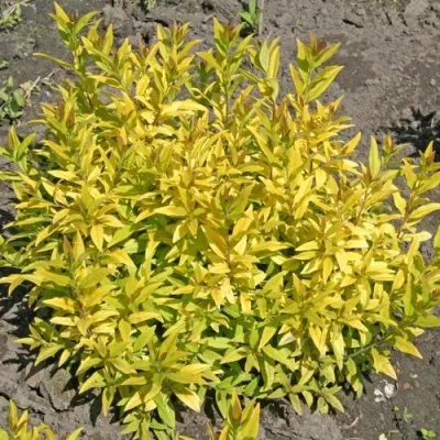 Бирючина АУРЕА обыкновенная — описание сорта Бирючина АУРЕА обыкновенная в Воронеже