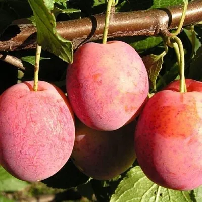 Слива ВИКТОРИЯ в Воронеже