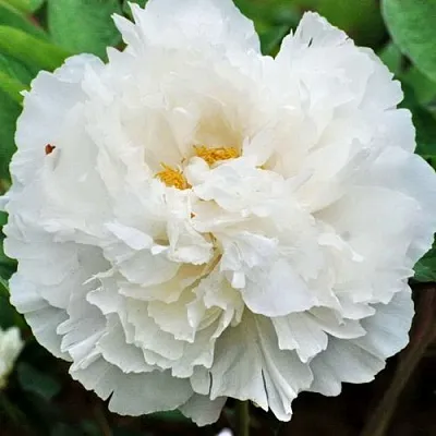 Пион БЕЛЫЙ СНЕГ древовидный  Пион БЕЛЫЙ СНЕГ древовидный в Воронеже