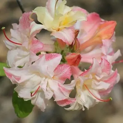 Азалия КЭННОНС ДАБЛ листопадная  Азалия КЭННОНС ДАБЛ листопадная в Воронеже