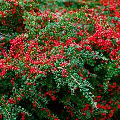 Кизильник горизонтальный в Воронеже