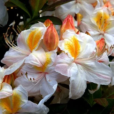 Азалия СИЛЬВЕР СЛИППЕР листопадная  Азалия СИЛЬВЕР СЛИППЕР листопадная в Воронеже